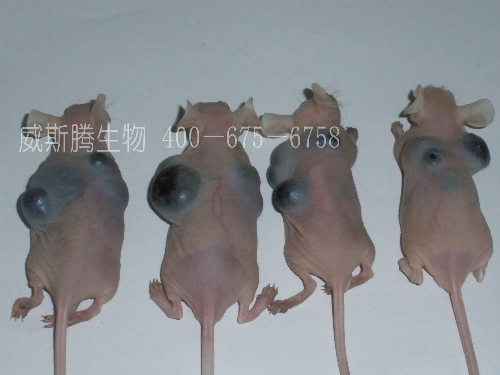 腋皮下接种实体瘤动物模型