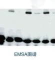 凝胶迁移或电泳迁移（EMSA）原理