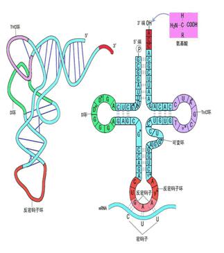 哺乳动物细胞表达病毒蛋白