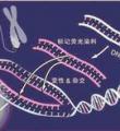 原位杂交实验技术服务
