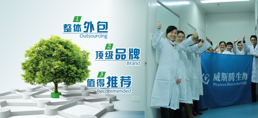 RNAi质粒载体构建服务