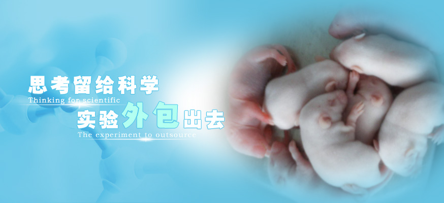 心律失常模型