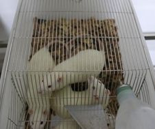 心肌缺血和心肌梗塞模型