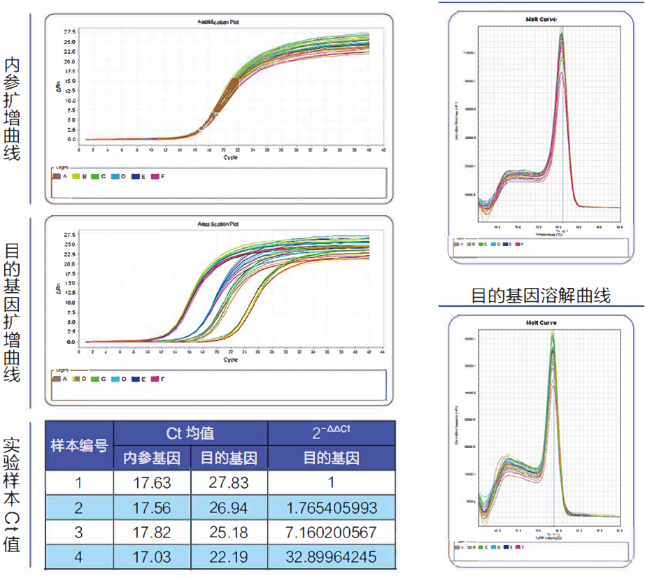 实时荧光定量PCR