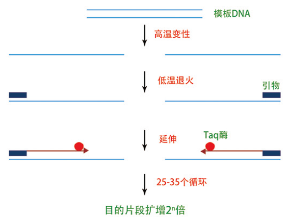 梯度PCR