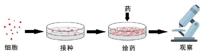 细胞管腔形成实验