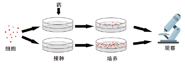 细胞克隆形成实验