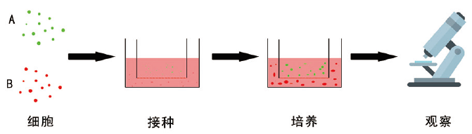 细胞共培养实验