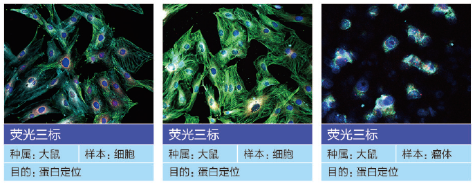 免疫荧光