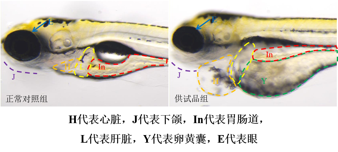 利用斑马鱼模型评价胚胎毒性