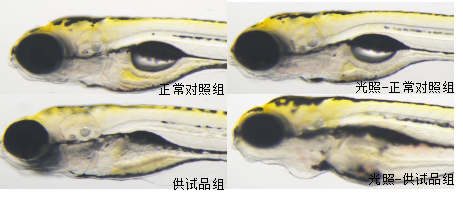利用斑马鱼模型评价皮肤光毒性