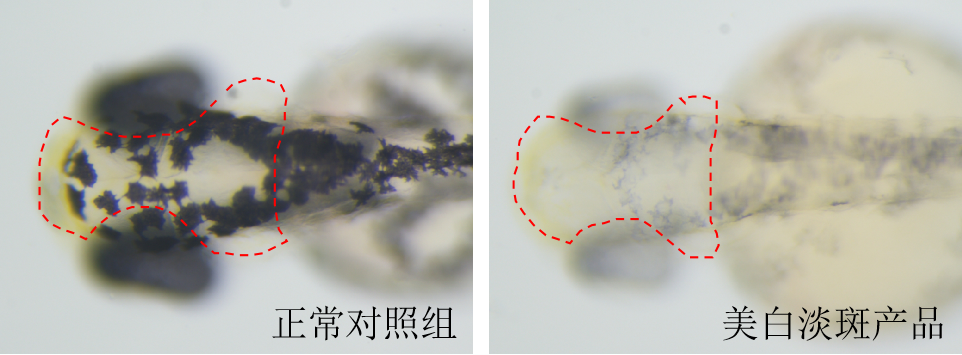 利用斑马鱼模型评价美白淡斑功效