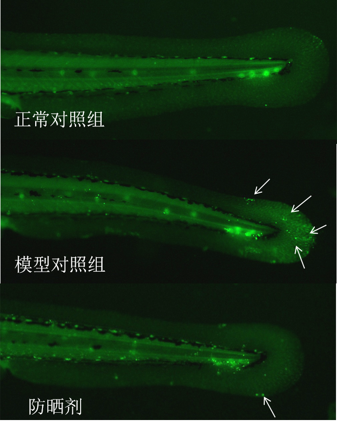 利用斑马鱼模型评价防晒（晒后修复）功效