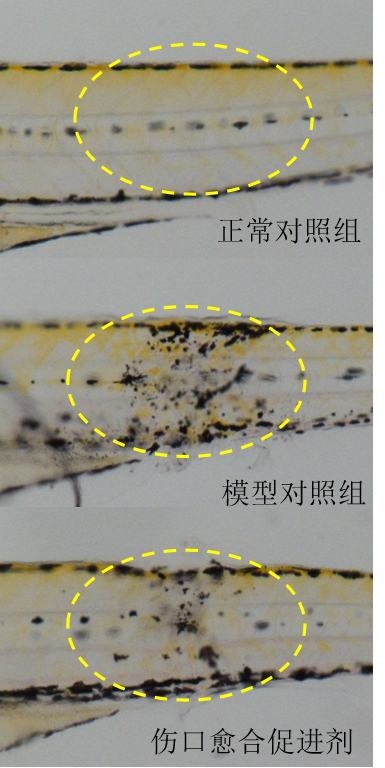 利用斑马鱼模型评价促进伤口愈合功效