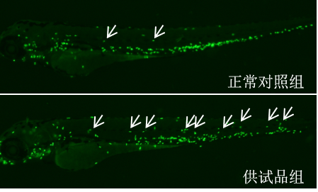 利用斑马鱼评价炎症反应功效