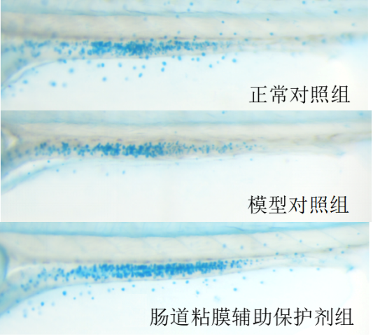 利用斑马鱼模型评价肠道粘液分泌功能