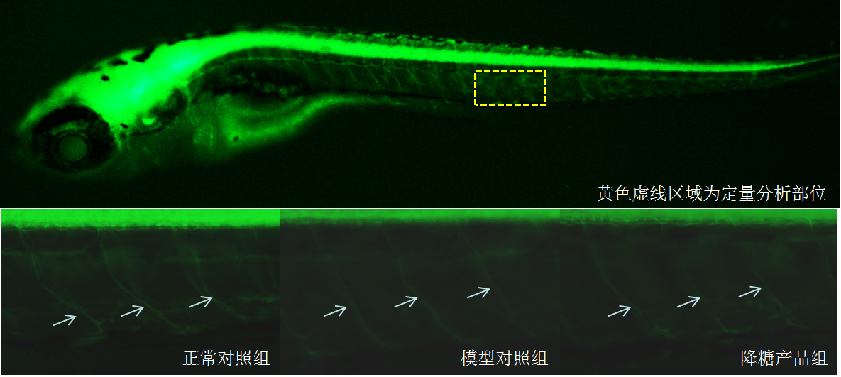 利用斑马鱼模型评价糖尿病神经保护功效