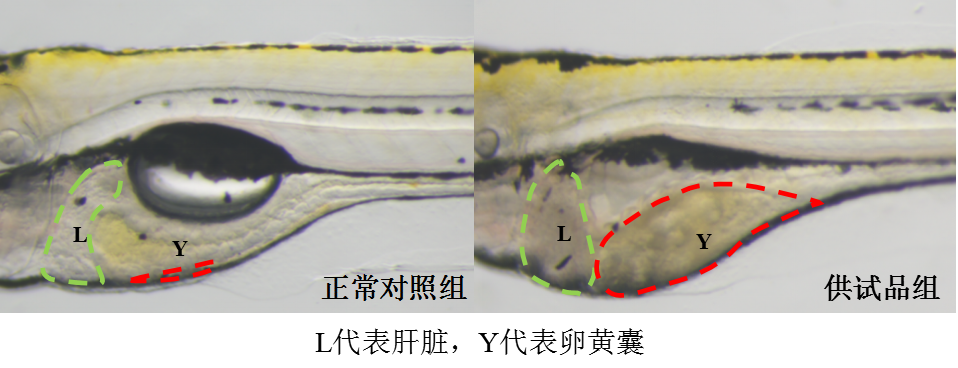 利用斑马鱼模型评价肝脏毒性