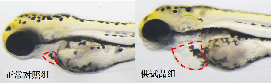 利用斑马鱼模型评价心血管毒性