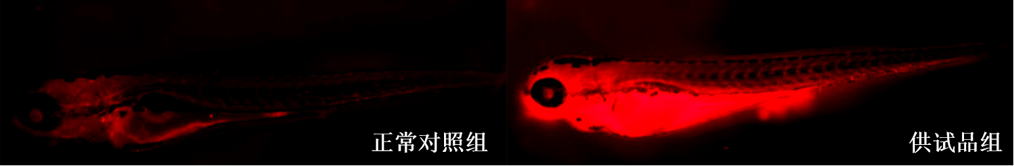 利用斑马鱼模型评价肾脏毒性