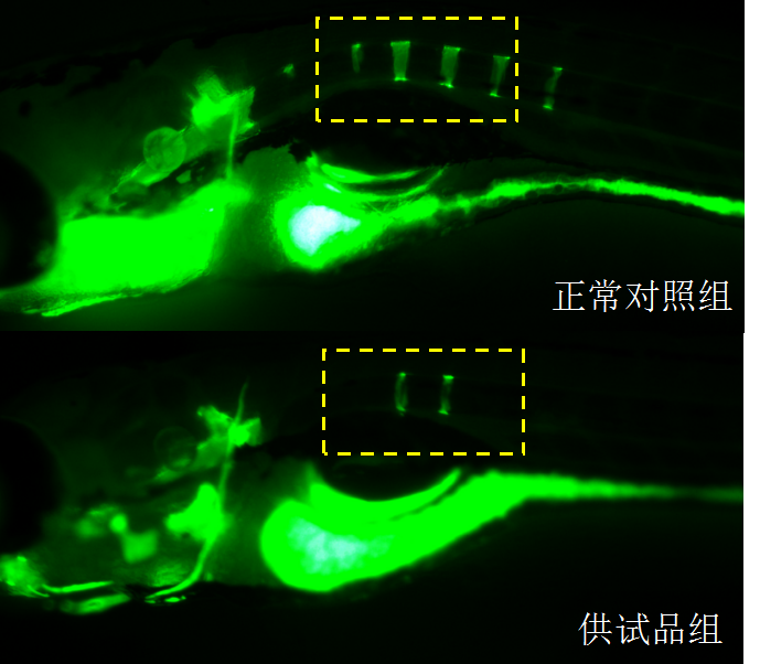 利用斑马鱼模型评价骨毒性