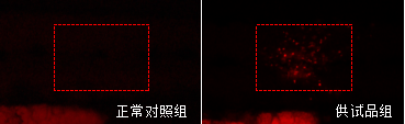 利用斑马鱼评价细胞凋亡