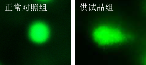 利用斑马鱼模型评价基因毒性