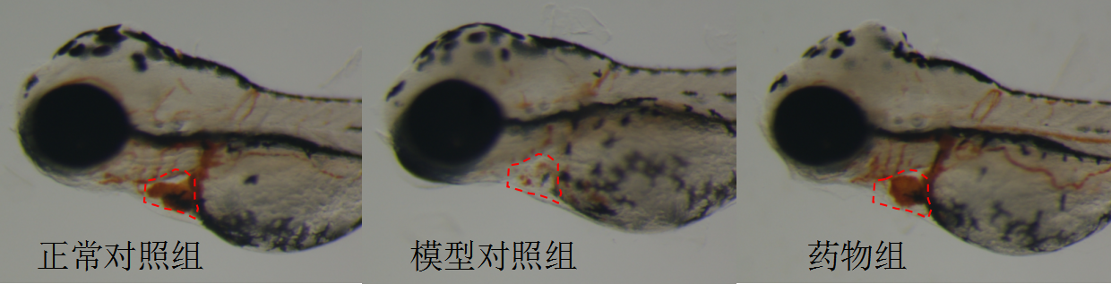 利用斑马鱼模型评价改善贫血功效