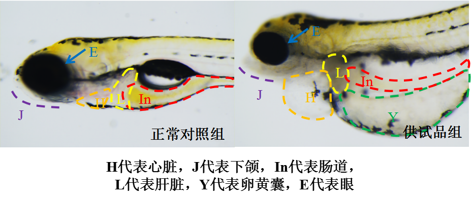 利用斑马鱼模型评价急性毒性