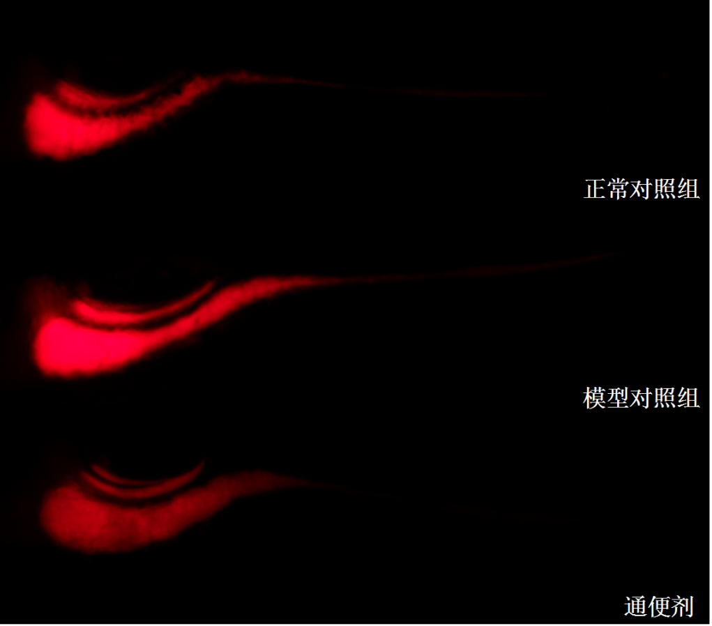 利用斑马鱼模型评价通便功效