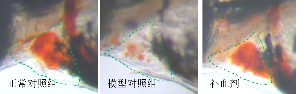 利用斑马鱼模型评价补血功效