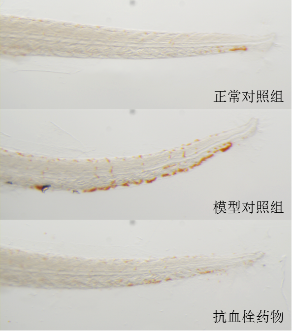 利用斑马鱼模型评价抗气滞血瘀型血栓作用
