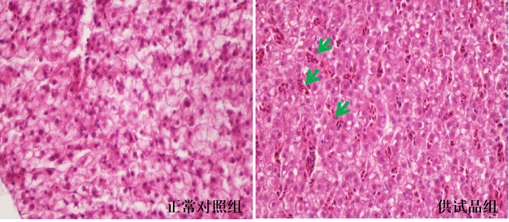 利用斑马鱼模型评价肝脏毒性