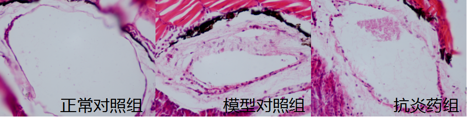 利用斑马鱼模型评价病毒性肺炎防治作用