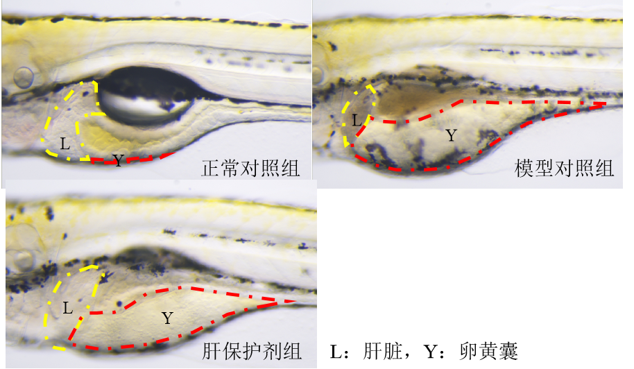利用斑马鱼模型评价保护肝脏功效