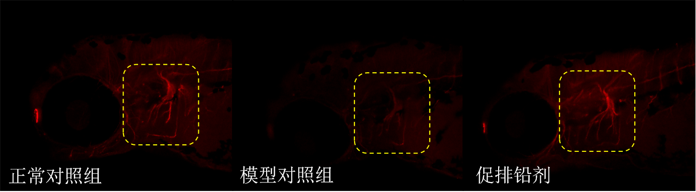 利用斑马鱼模型评价促进排铅功效