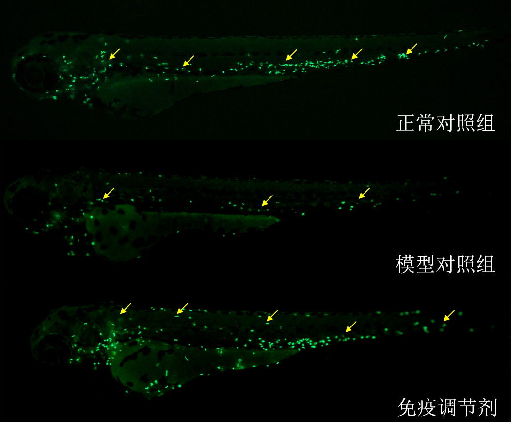 利用斑马鱼模型评价调节免疫功效——巨噬细胞
