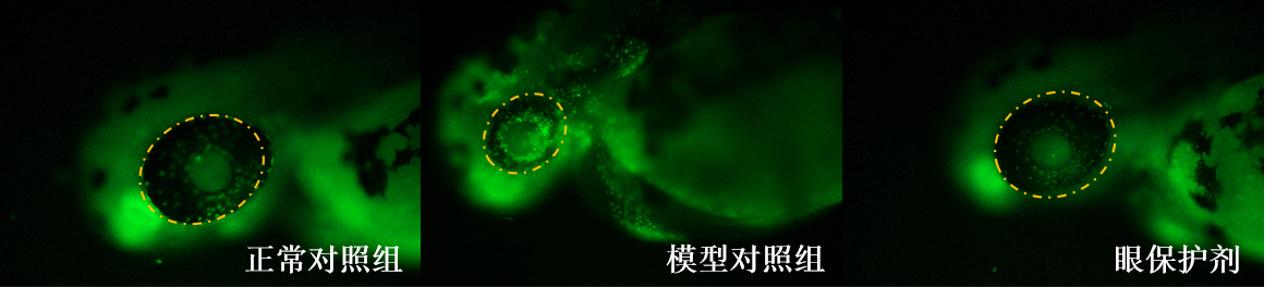 利用斑马鱼模型评价保护视力功效