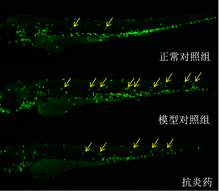 利用斑马鱼模型评价抗炎作用-神经性炎症