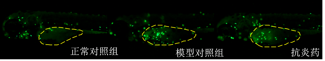 利用斑马鱼模型评价抗炎作用—细菌性炎症