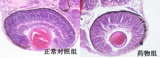 利用斑马鱼模型评价眼毒性