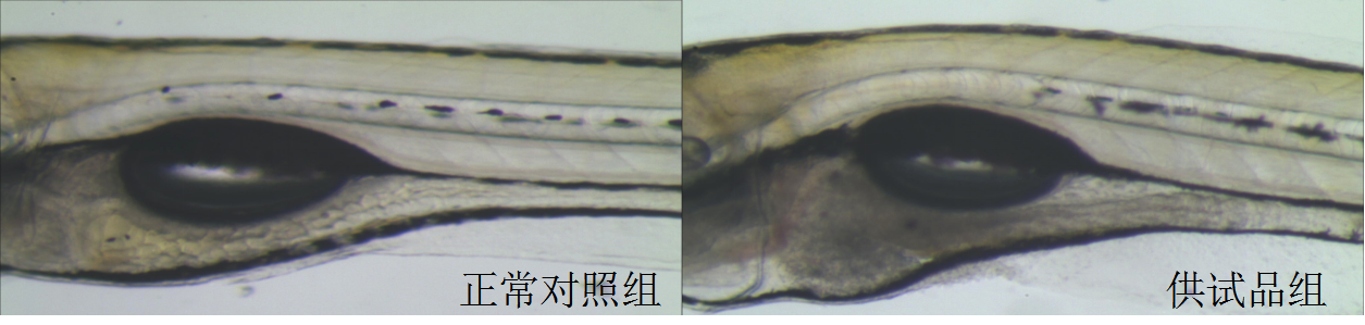 利用斑马鱼模型评价胃肠道毒性