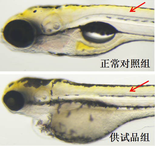 利用斑马鱼模型评价皮肤肌肉毒性