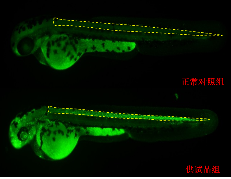 利用斑马鱼模型评价神经毒性