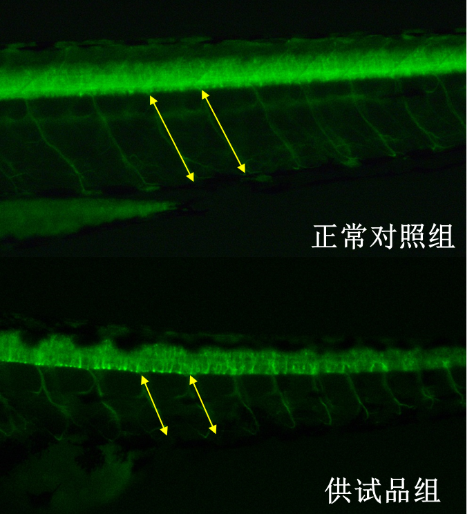 利用斑马鱼模型评价行为毒性