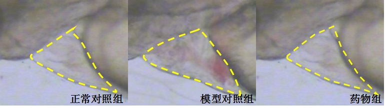 利用斑马鱼模型评价改善心脏出血功效