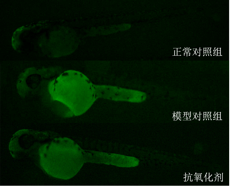 利用斑马鱼模型评价抗氧化功效
