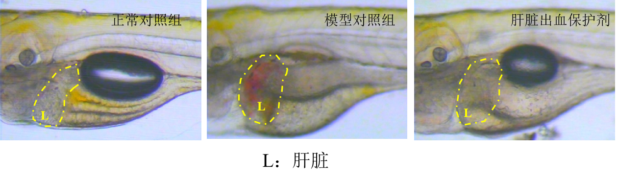 利用斑马鱼模型评价保护肝脏出血作用
