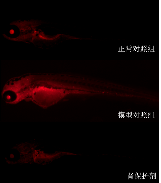 利用斑马鱼模型评价保护肾脏功效
