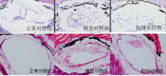利用斑马鱼模型评价肺炎防治作用